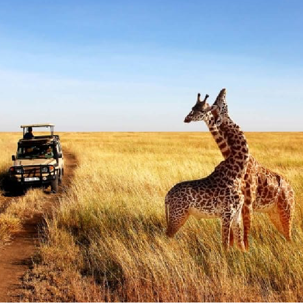 09 DAYS BEST KENYA AND TANZANIA BUDGET SAFARI